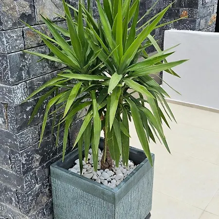Dg Luxury Makrýgialos